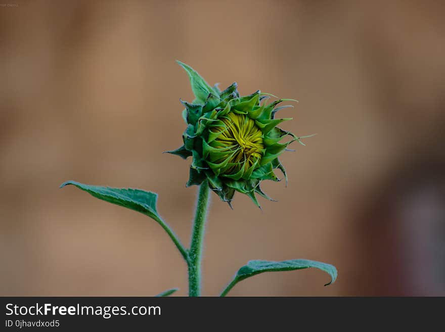 Close-up Photo of Sunflower