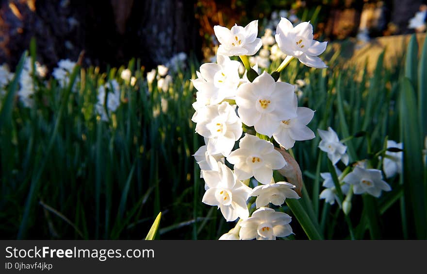 White Daffodil Flowers in Closeup Photography