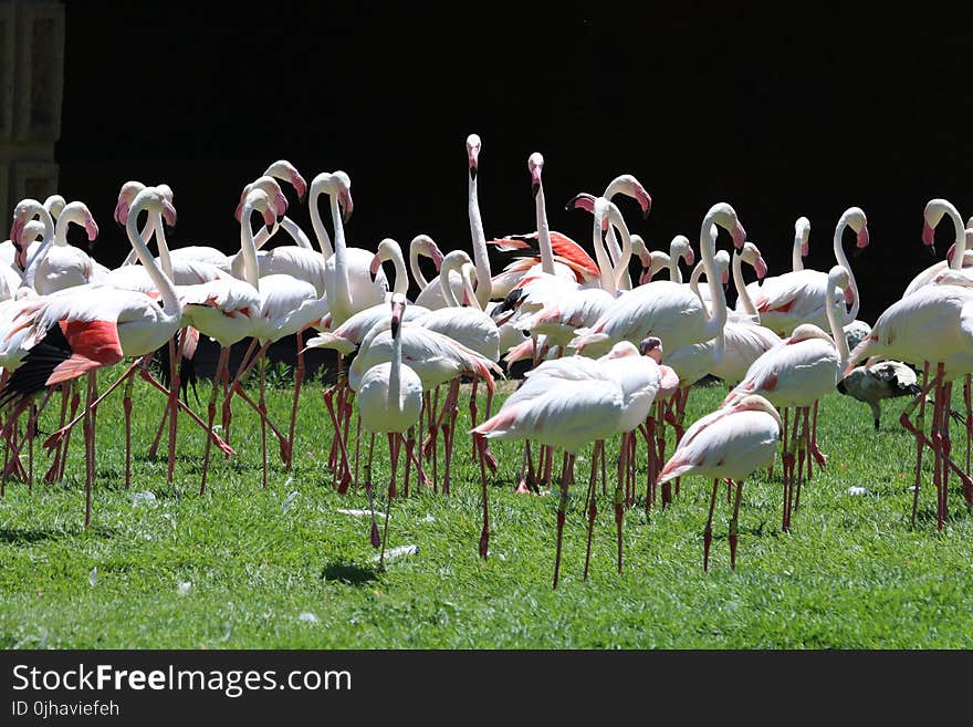 Flock of White Flamingoes