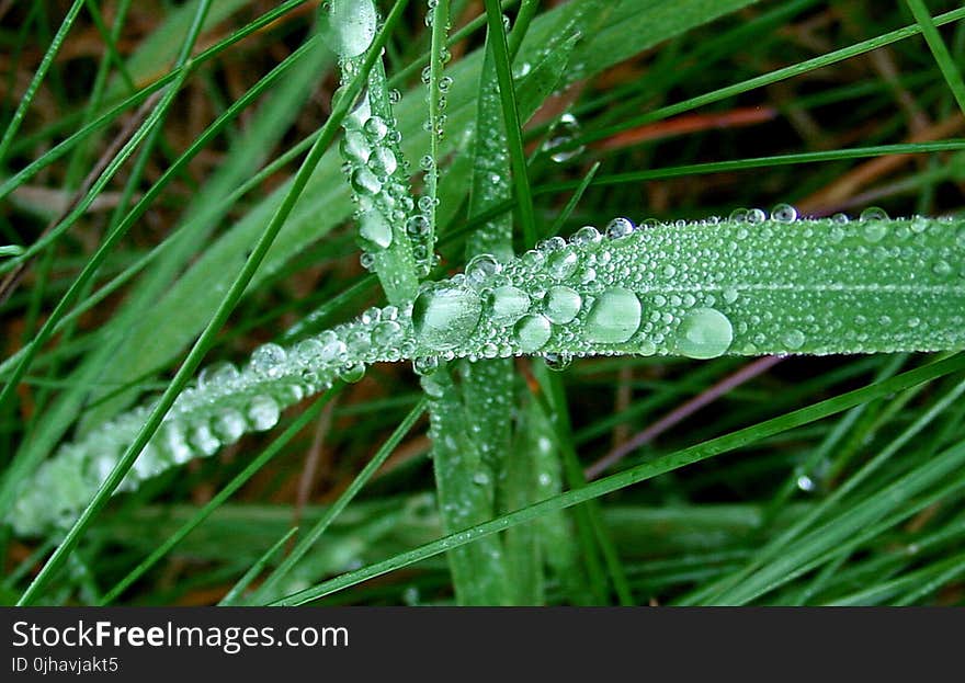 Water Droplets on Green Leaf