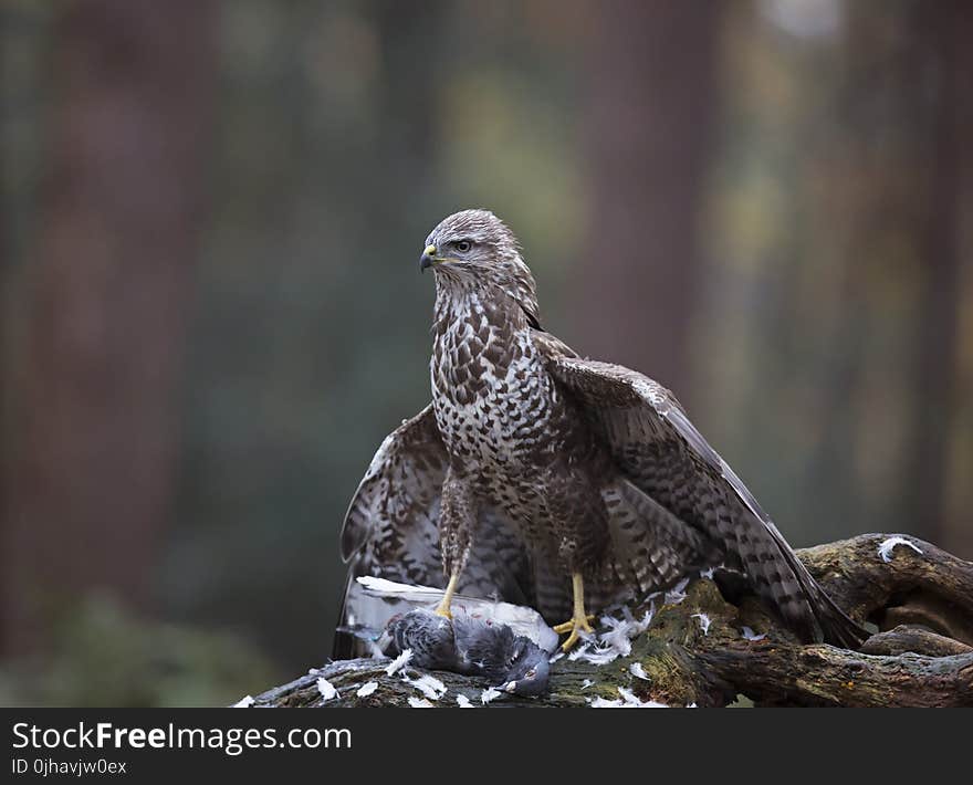 Close-up Photo of Brown Peregrine Falcon