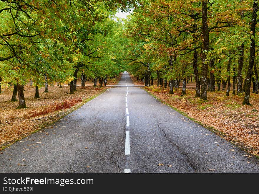 Grey Concrete Road in the Middle of Dried Leaves