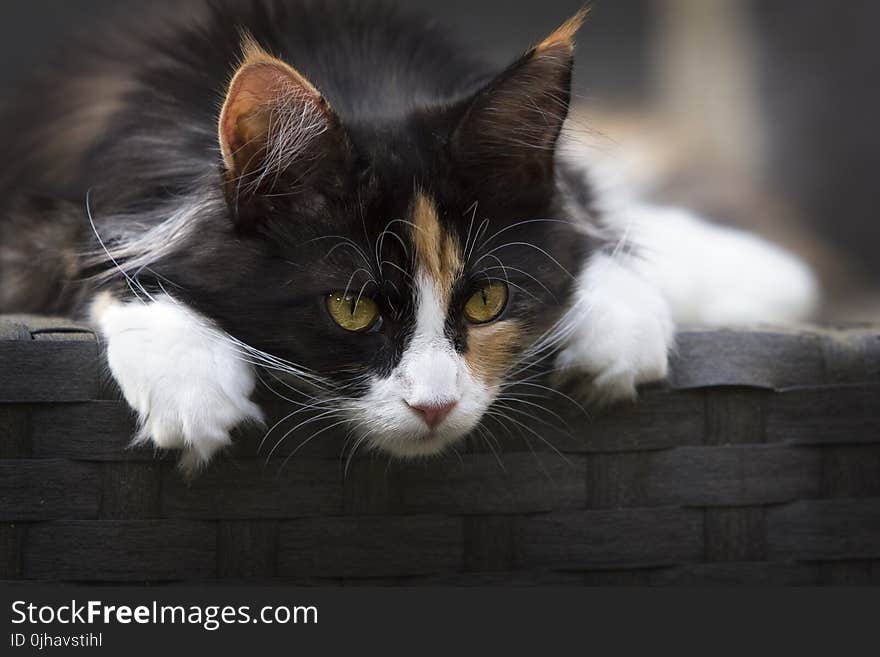 Focus Photo of Calico Cat