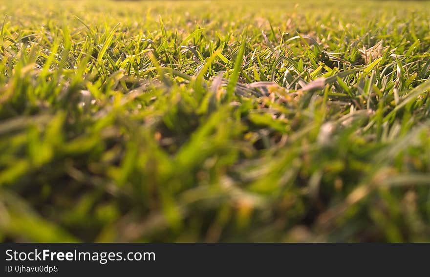 Green Grasses In-close Up Photography