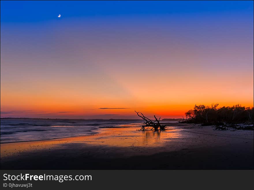 Silhouette of Tree Near Sea Shore during Sunset