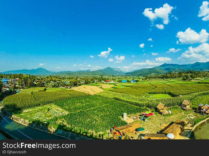 Houses Near the Rice Wheat Field Under the Clear Blue Skies