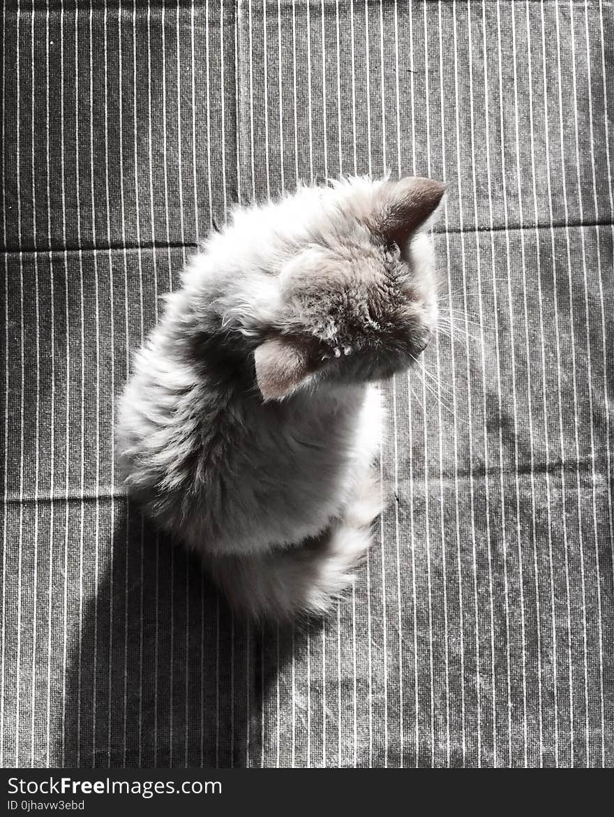 Gray Fur Cat