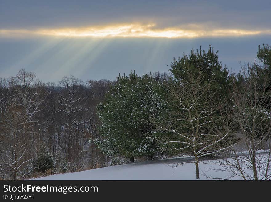 Landscape Photography of Snowy Forest