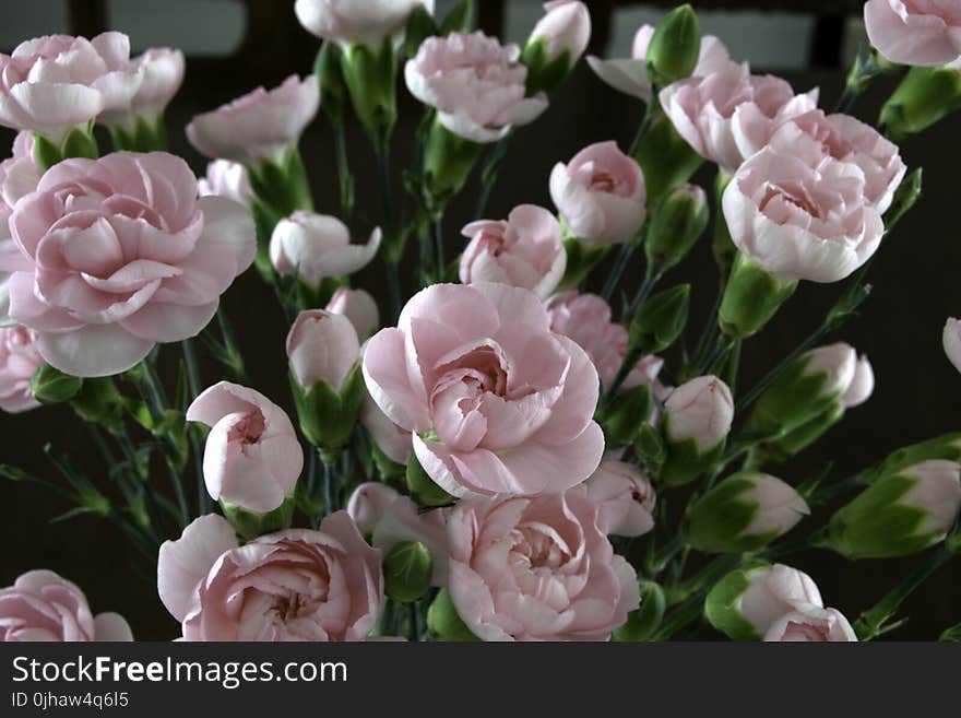 Focus Photography of Pink Flowers