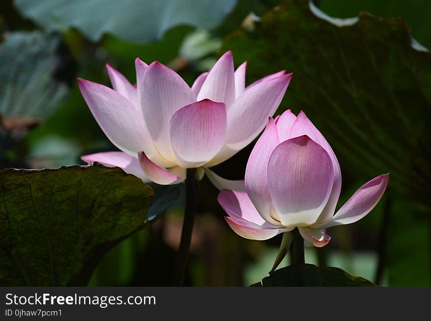 Photography of Lotus Flowers in Bloom