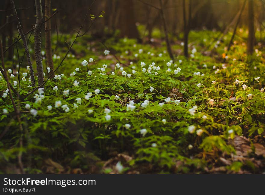 Selective Focus Photography of Green Leaf Plant With White Petaled Flower