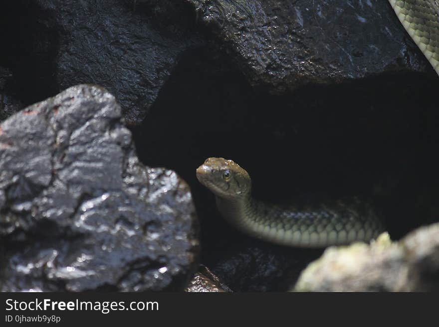 Gray Snake on Black Rock Formation