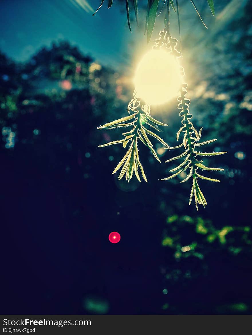 Closeup Photography of Beige Light With Two Green Leaves