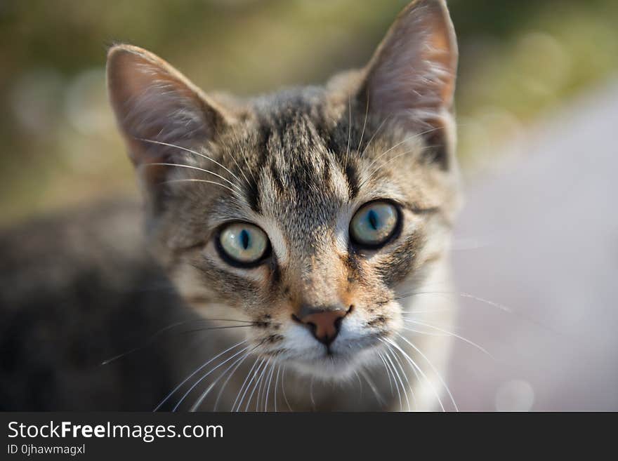 Brown Tabby Cat