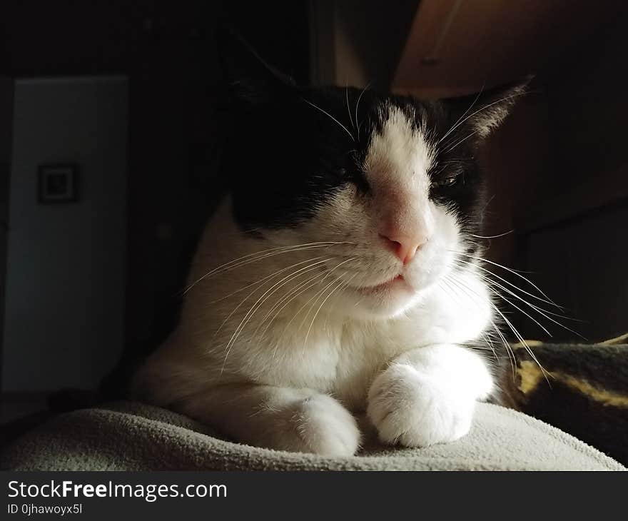 Selective Focus Photography of Short-fur White and Black Cat