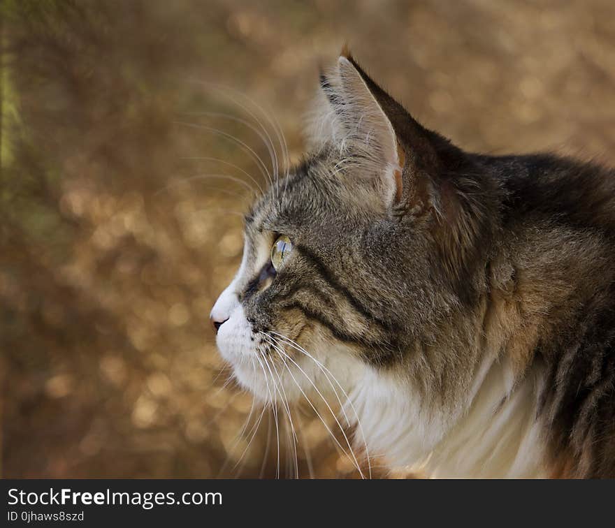 Closeup Photo of Lynx