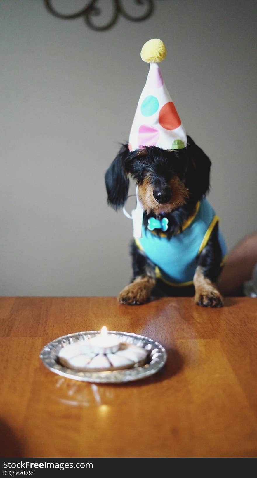 Black and Brown Long Coated Dog Birthday