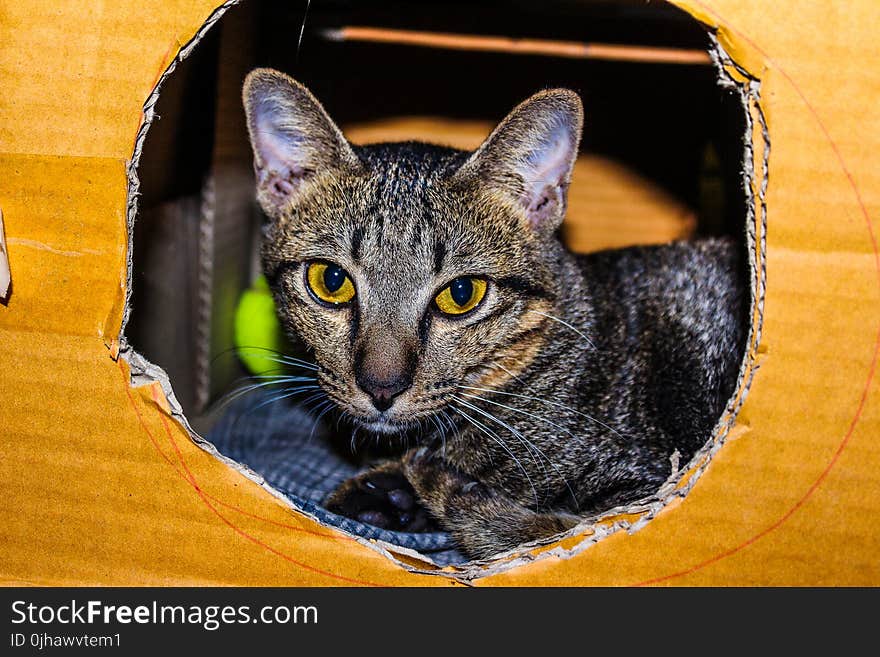 Brown Tabby Cat Inside Cardboard Box