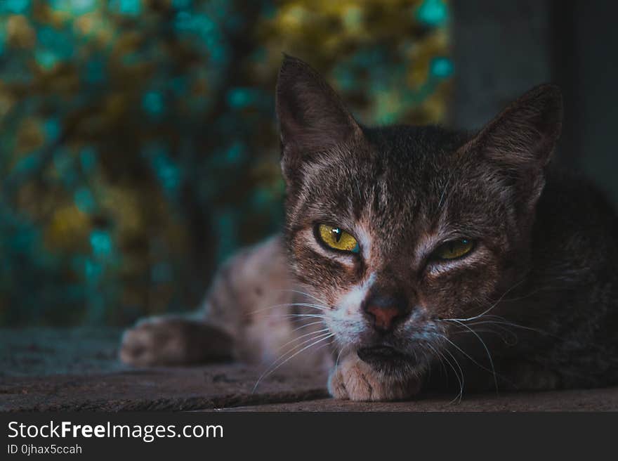 Selective Focus Photography of Squinted-eyed Cat