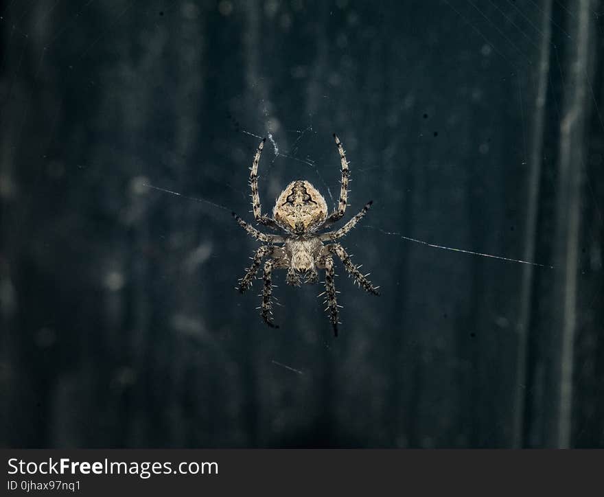 Brown Araneus Cavaticus Barn Spider