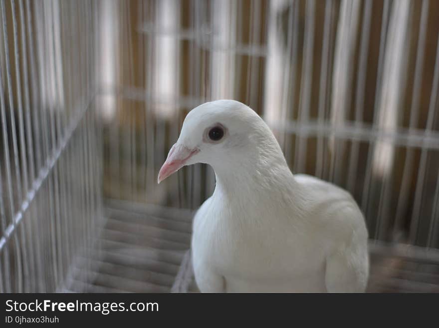 Portrait of White Pigeon