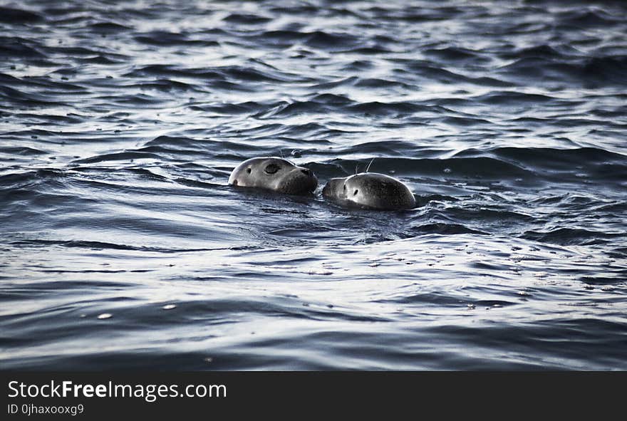 Two Sea Lions in Ocean at Daytime