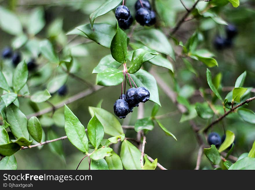 Close-Up Photography of Blueberries