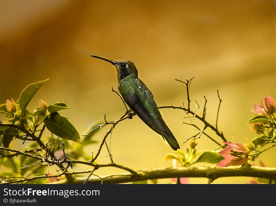 Shallow Focus Photography of Green Humming Bird