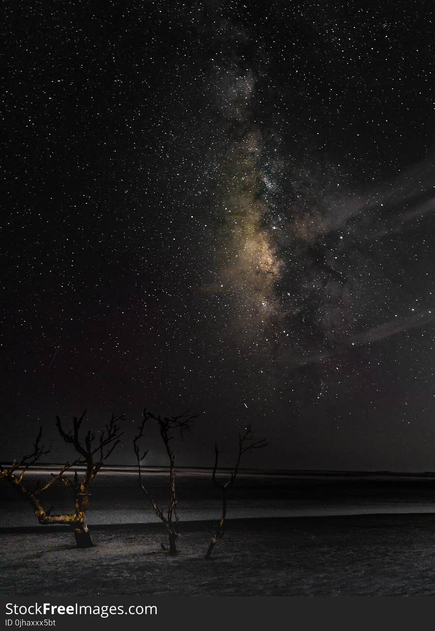 Bare Tree Under Starry Sky