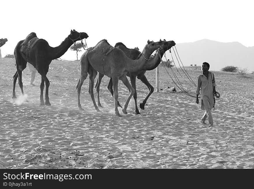 Grayscale Photography of Man Luring Camels