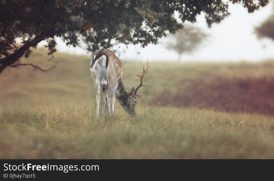 Close-up Photography of Deer