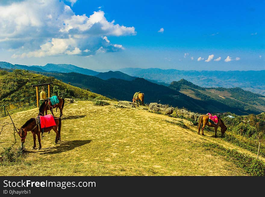 Four Brown Horses in Mountain Under Blue Skies