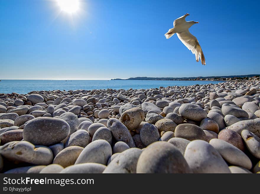 Seagull Soaring on Top of Pebble Field at Beach