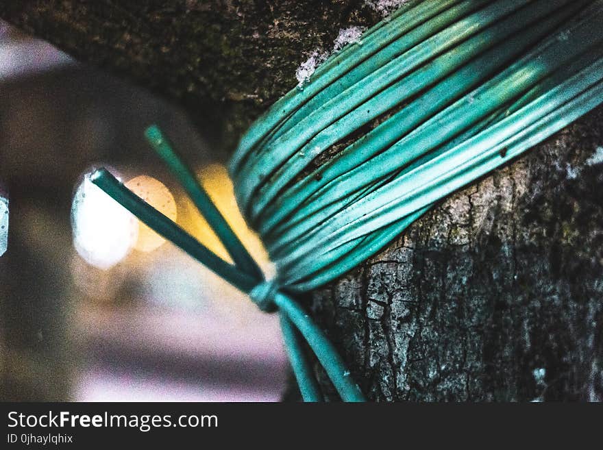 Green Rope Tied on Tree