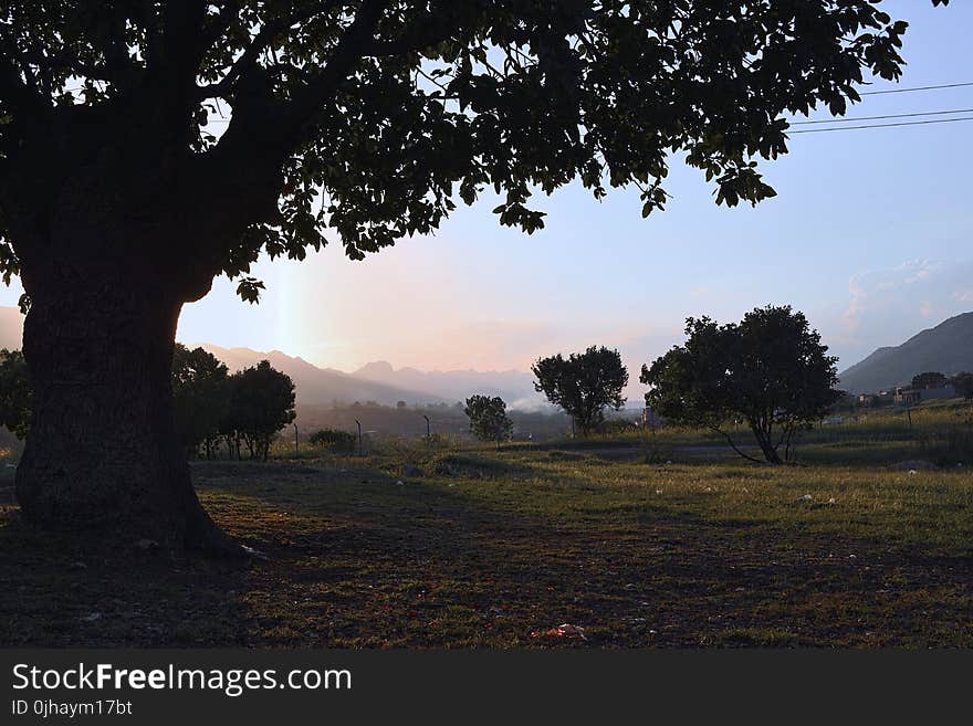 Silhouette Photography of Tree