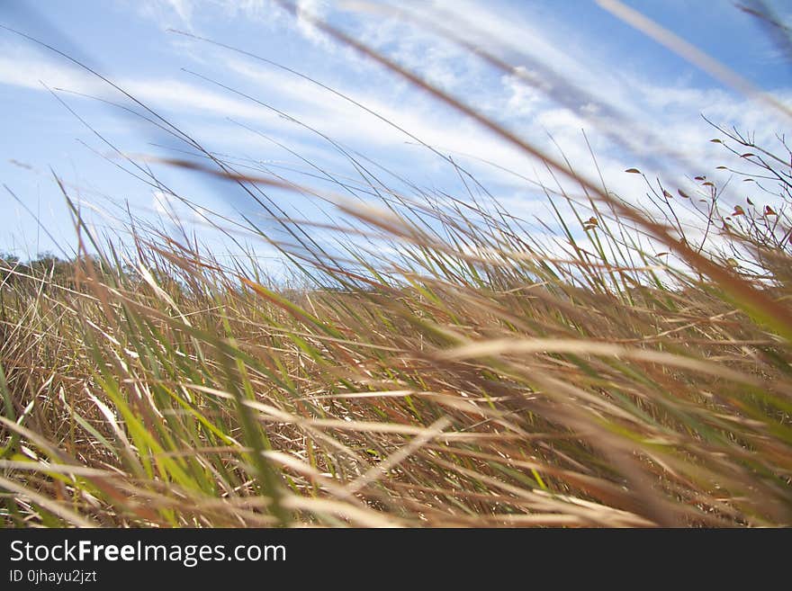 Brown And Green Grass Field