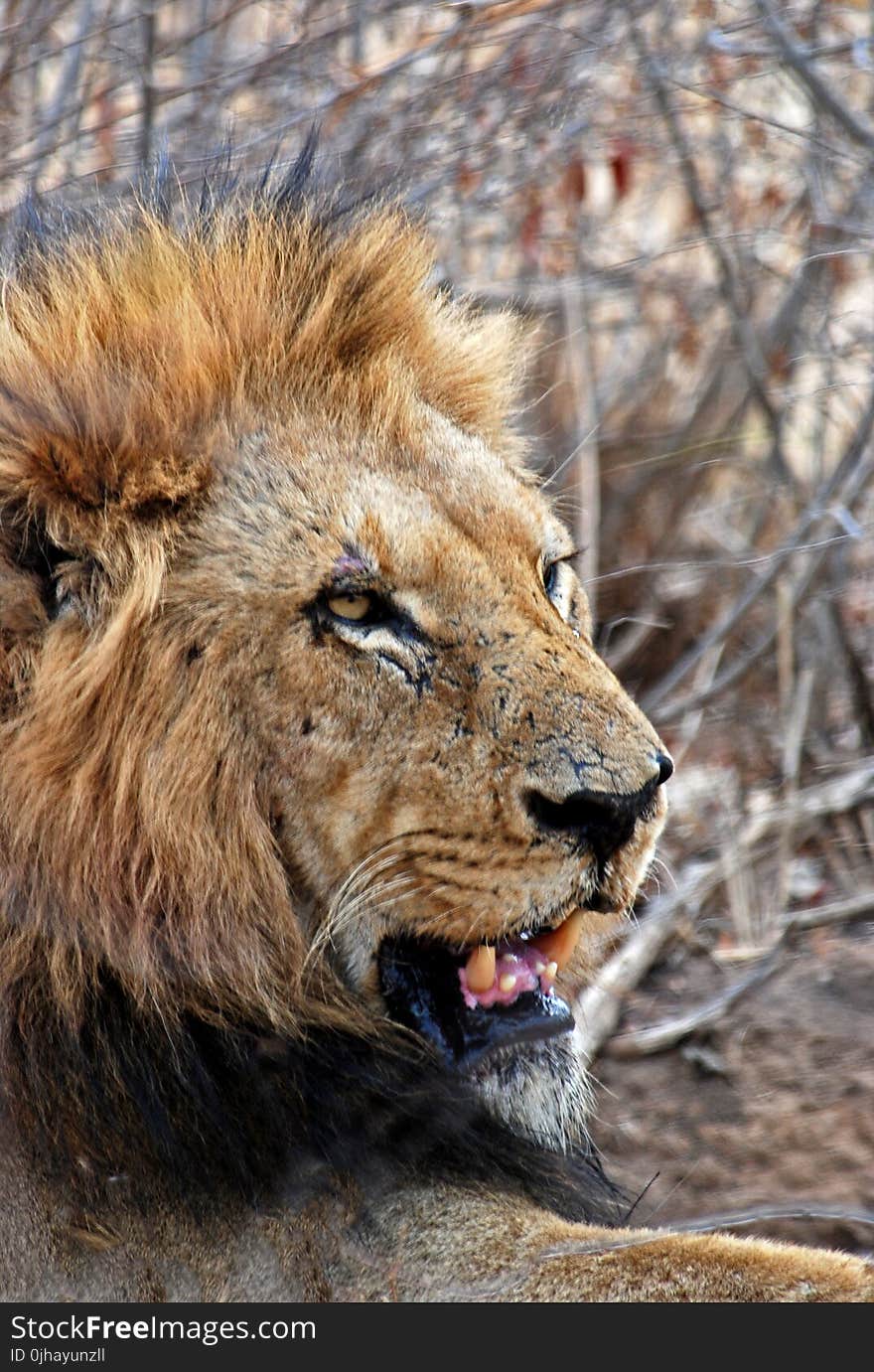 Lion Lying on Ground