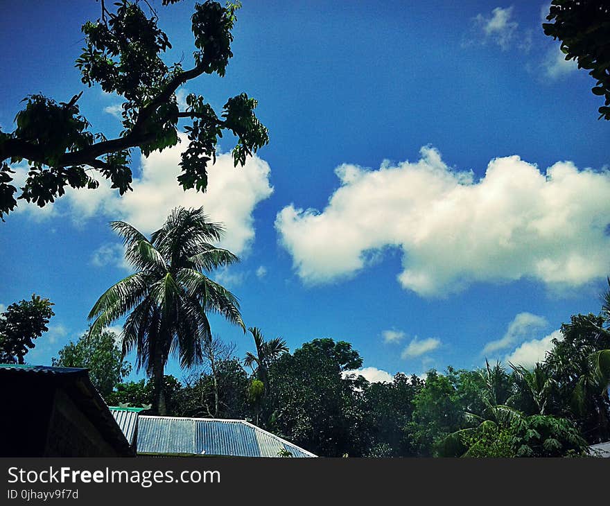 Photography of Trees Under Blue Cloudy Sky