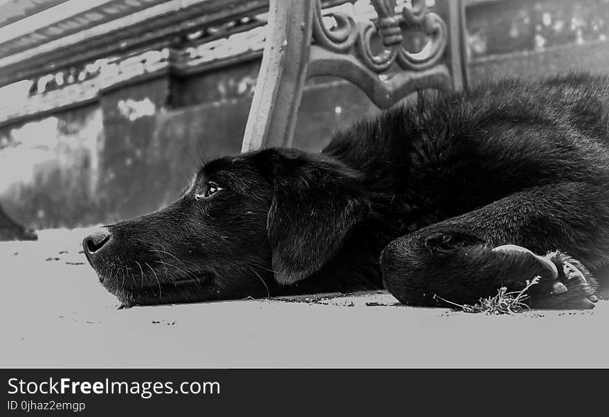 Closeup Photo of Dog Lying on the Ground