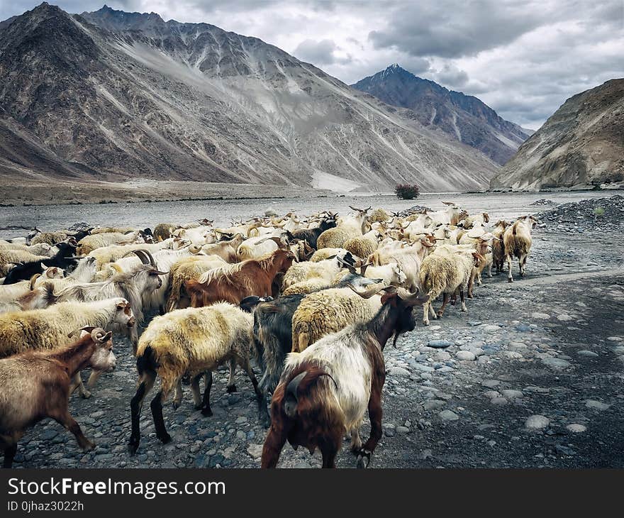 Herb of Goat Beside Mountain