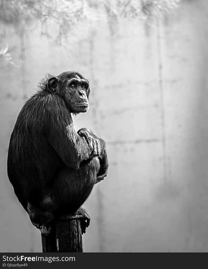 Chimpanzee Sitting on Wood