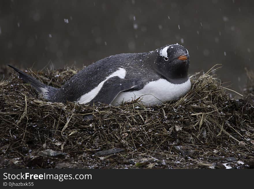 Black and White Penguin