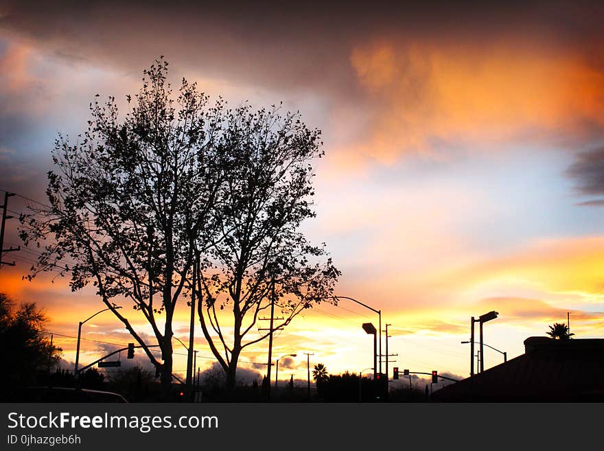 Silhouette of Tree during Sunset