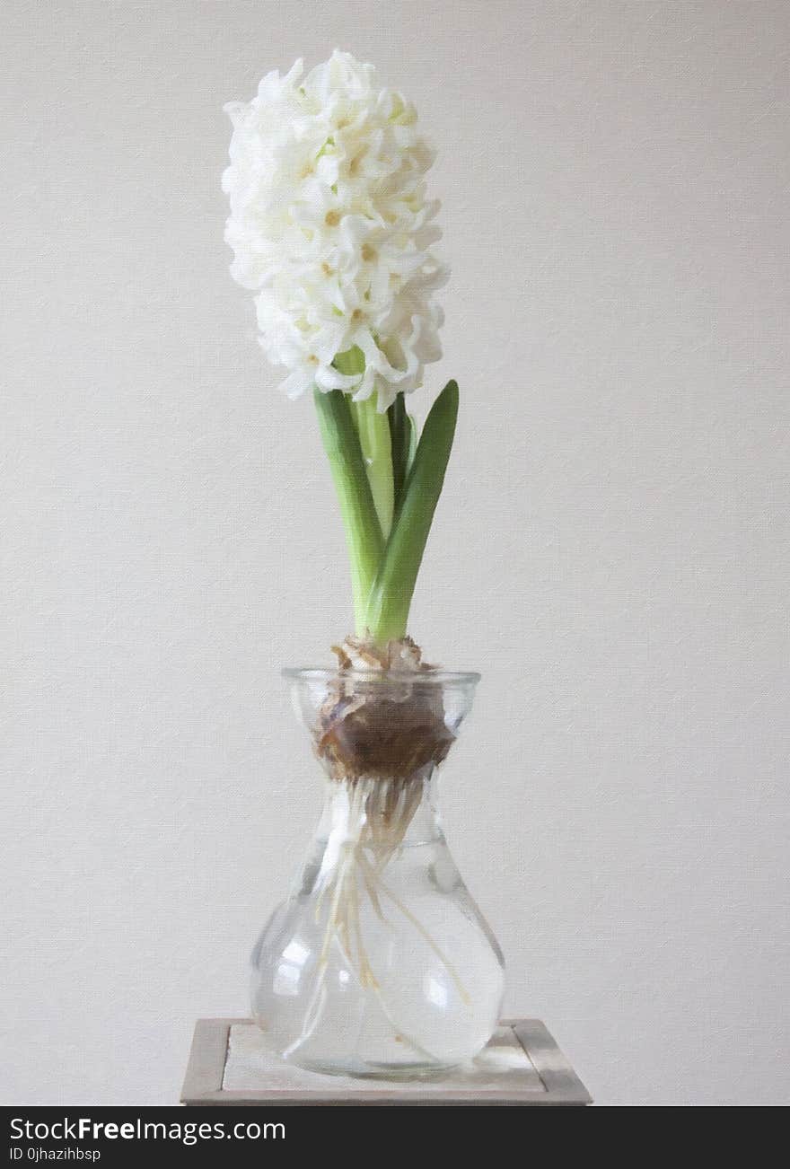 Photography of White Flower on Clear Glass Vase