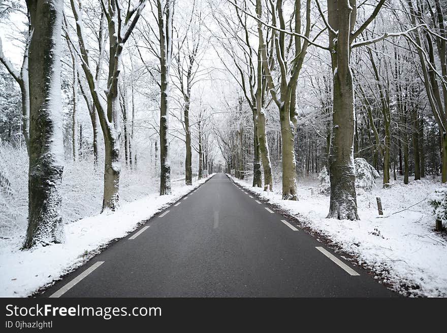 Scenic View of the Forest during Winter