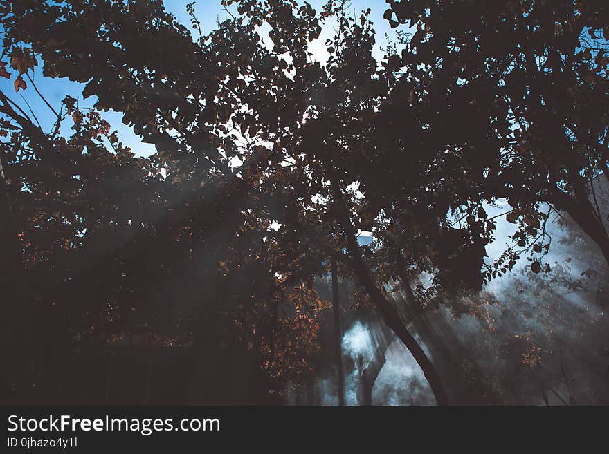 Low Angle Photography of Trees