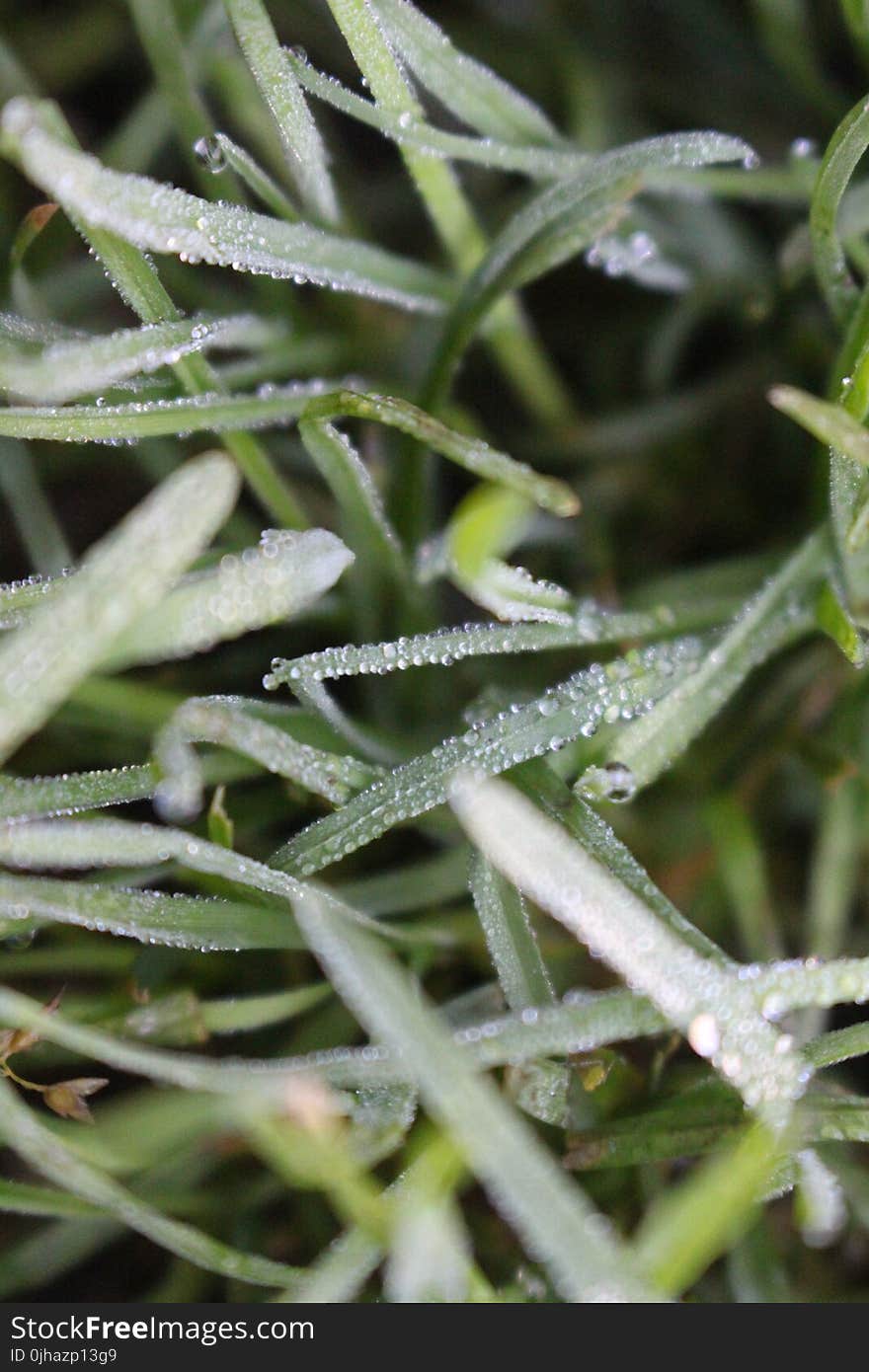 Droplets on Green Grass in Macro Shot