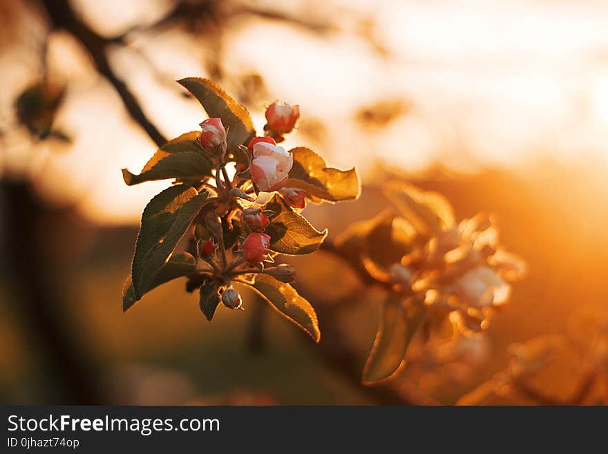 Selective Focus Photography of White Orange Blossom Flowers