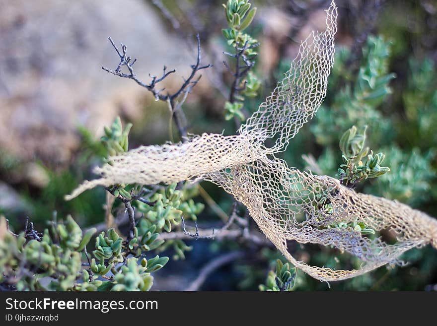 Shallow Focus of White Lace on Green Plant