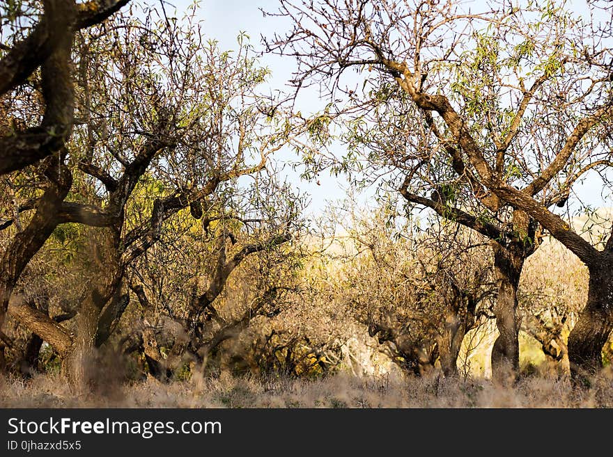 Photography of Tree Branches